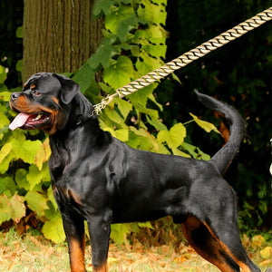 Collar y correa Acero inoxidable para mascotas, 32MM de ancho para perros grandes asa piel genuina
